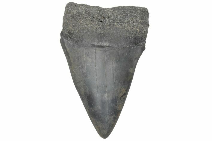 Fossil Broad-Toothed Mako Tooth - South Carolina #214604